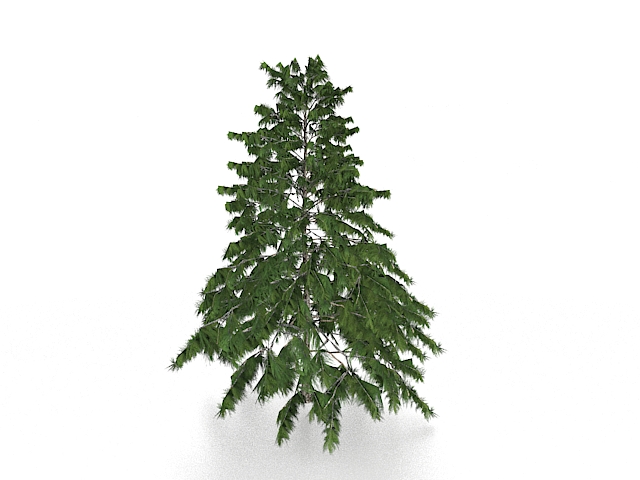 Deodar pine tree 3d rendering