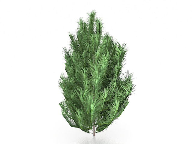 White bark pine tree 3d rendering
