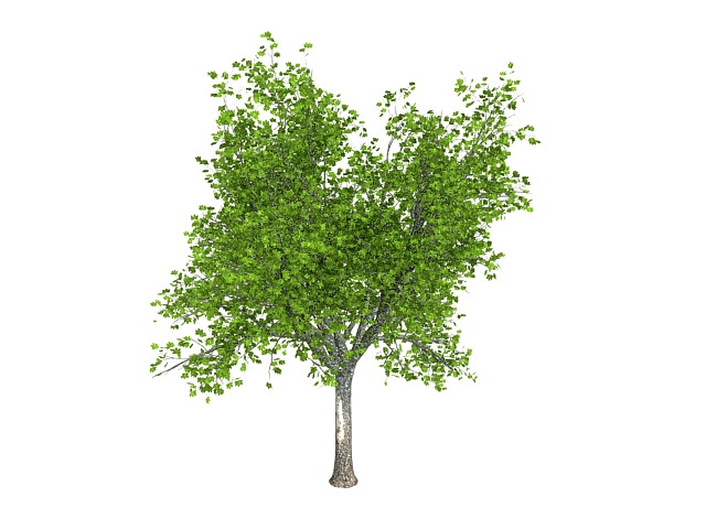 Sugar maple tree 3d rendering