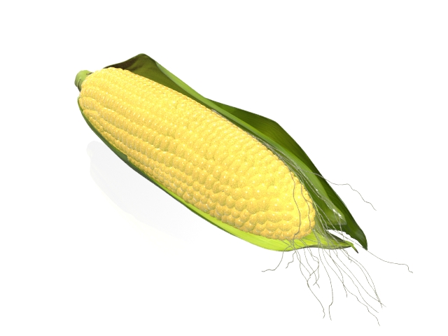 Mature maize ear 3d rendering