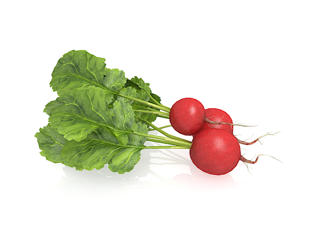 European red radish vegetable 3d rendering