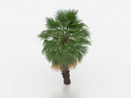 Chinese fan palm tree 3d model preview