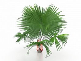 Mexican fan palm tree 3d model preview