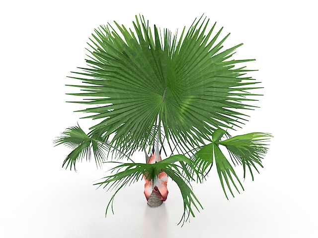 Mexican fan palm tree 3d rendering