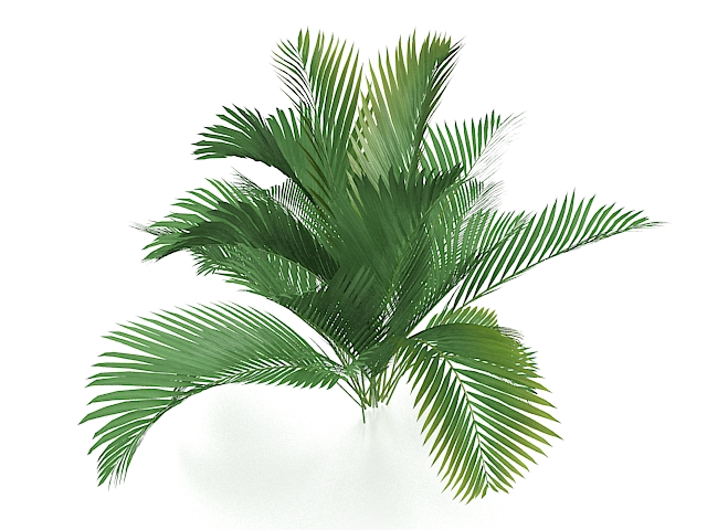 Queen palm tree 3d rendering
