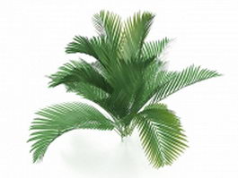 Queen palm tree 3d model preview