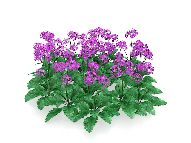 Purple flowers plants 3d rendering
