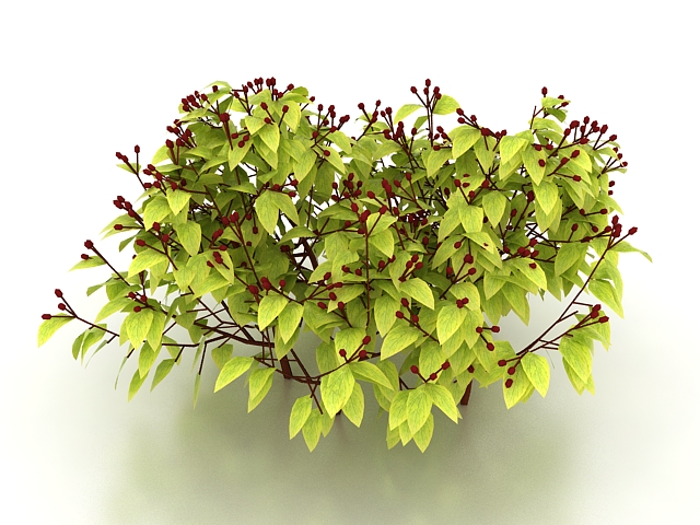 Shrub with red berries 3d rendering