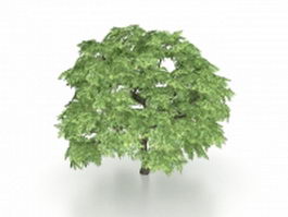 Japanese maple 3d model preview