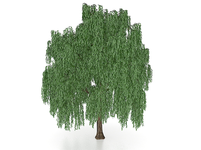 Beautiful weeping willow tree 3d rendering