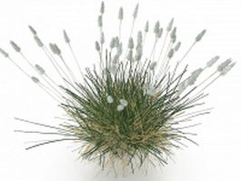 Phragmites grass 3d model preview