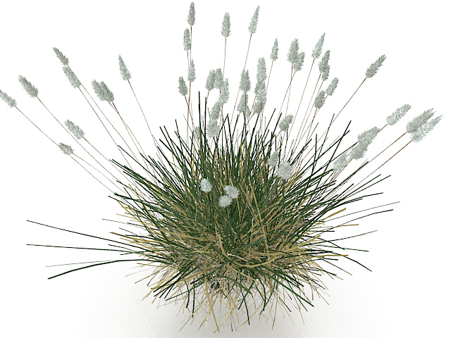 Phragmites grass 3d rendering