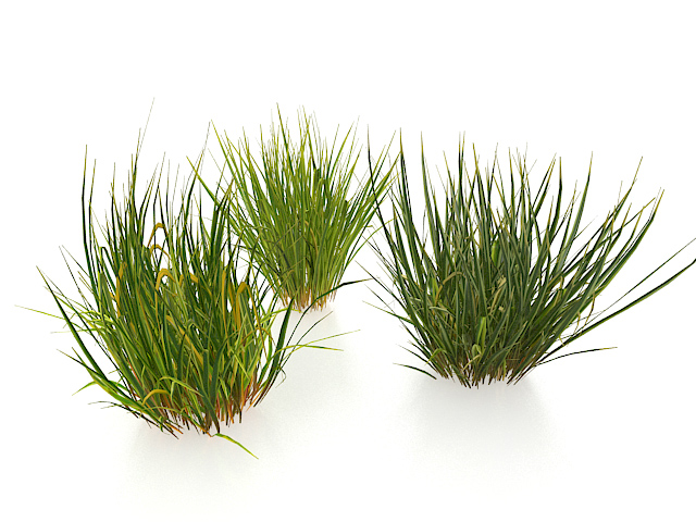 Winter grasses 3d rendering