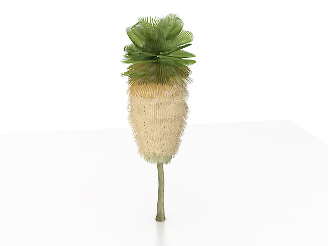 Desert fan palm tree 3d rendering
