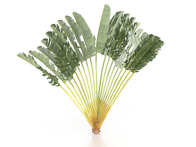 Mongoose fan palm tree 3d rendering
