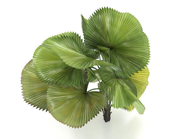 Dwarf areca palm tree 3d rendering