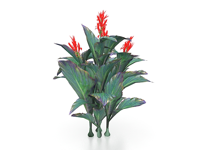 Red canna lily plants 3d rendering
