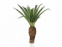 Sago palm tree 3d model preview