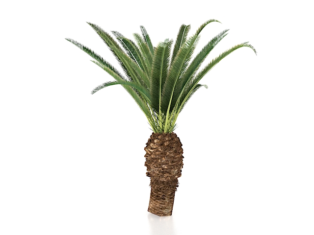 Sago palm tree 3d rendering