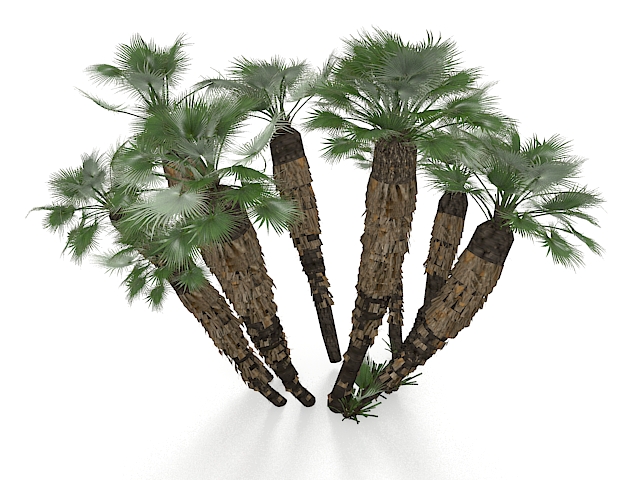 California palm trees 3d rendering