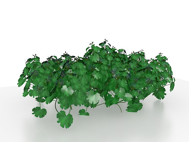 Garden parsley plant 3d rendering