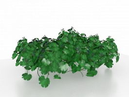 Garden parsley plant 3d model preview