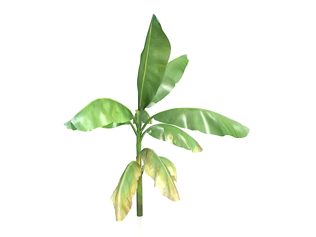 Musa banana tree 3d rendering