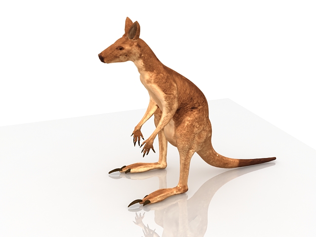 Australia red kangaroo 3d rendering