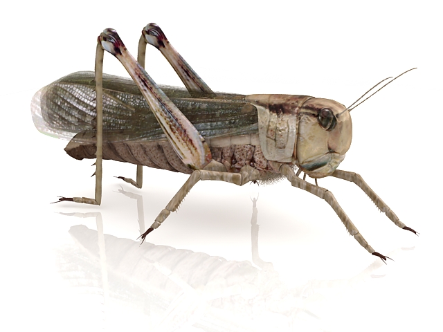 American grasshopper 3d rendering