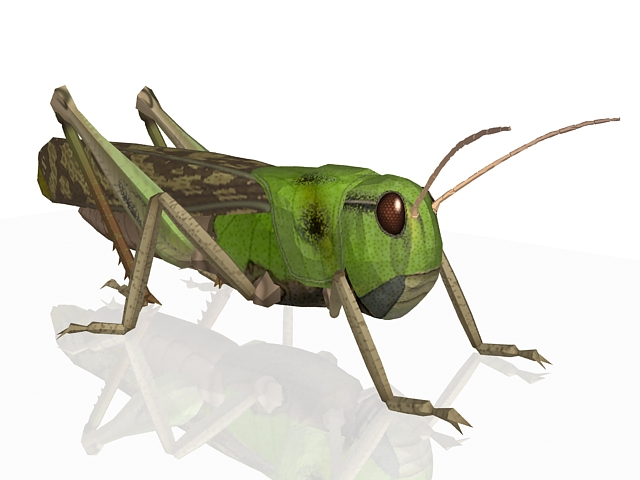 Migratory locust 3d rendering
