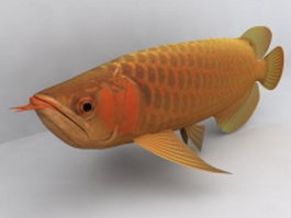 Asian arowana fish 3d model preview