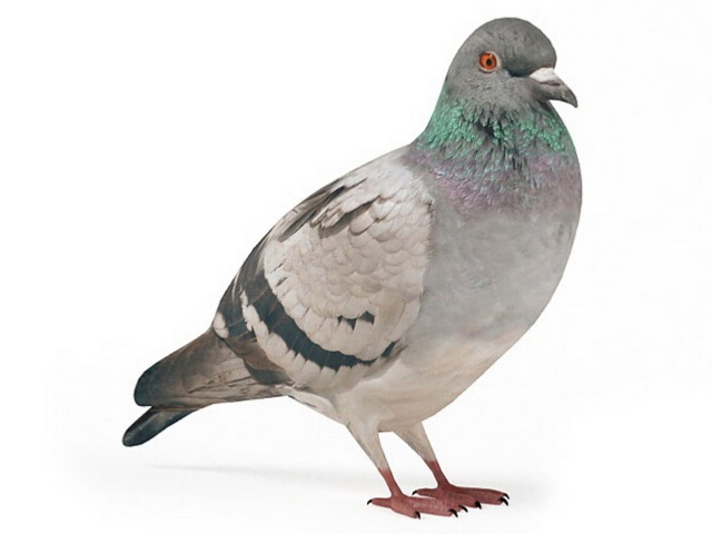 Pigeon Bird Voice Download