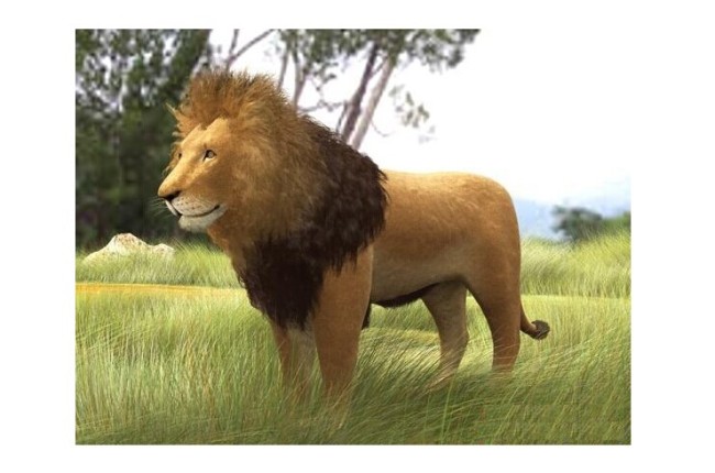 Grassland lion 3d rendering