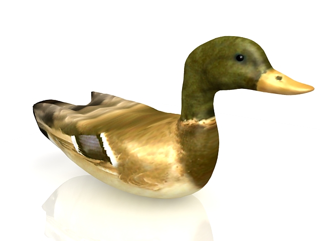 Wild duck 3d rendering