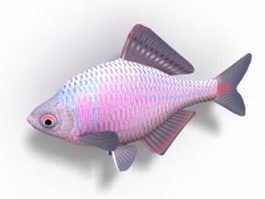 Crucian carp fish 3d model preview