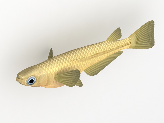 Medaka fish 3d rendering