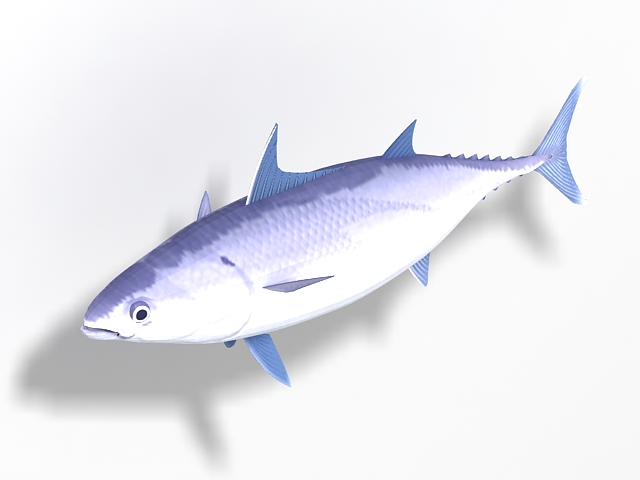 Bonito fish 3d rendering