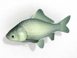 Prussian carp fish 3d model preview