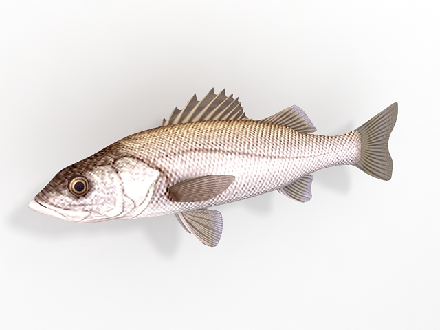 White sea bass 3d rendering