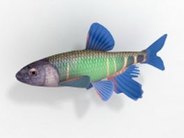 Pale chub fish 3d model preview