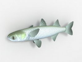 Scissortail Rasbora fish 3d model preview