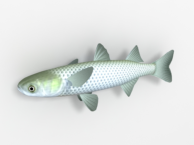 Scissortail Rasbora fish 3d rendering