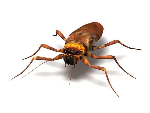 American cockroach 3d rendering