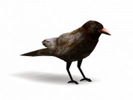 Northwestern crow 3d model preview