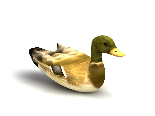 Wild duck 3d rendering