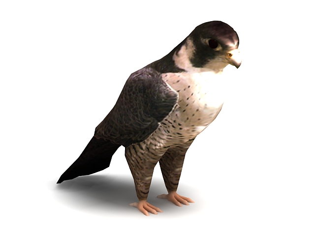 Peregrine Falcon 3d rendering