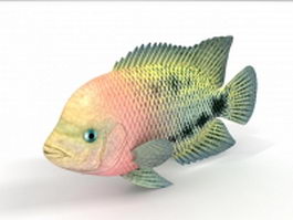 Redbreast sunfish 3d model preview