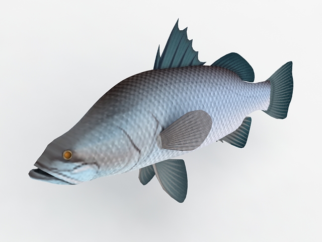 Australian Barramundi Fish 3d rendering