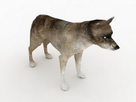 Northern coyote 3d model preview