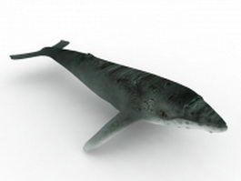 Humpback whale 3d model preview